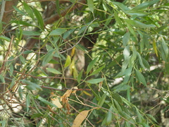 Acacia verniciflua