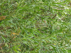Acacia verniciflua