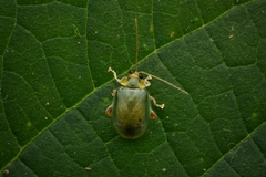 Hemipyxis semiviridis