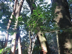 Philenoptera sutherlandii