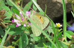 Colias electo