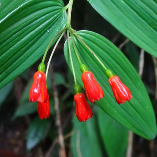 Bomarea distichifolia (Bomarea distichifolia)