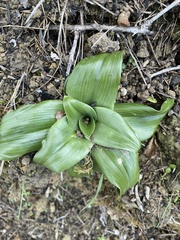 Himantoglossum hircinum