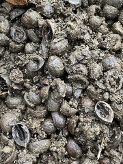 Tamias striatus
