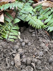 Tamias striatus