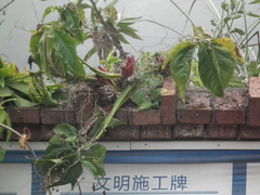Syngonium podophyllum