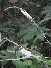 Buddleja asiatica