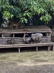 Capra hircus cretica