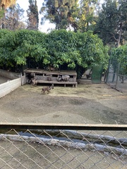 Capra hircus cretica