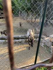 Capra hircus cretica