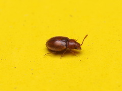 Atomaria lewisi
