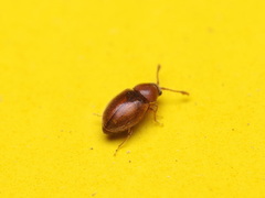 Atomaria lewisi