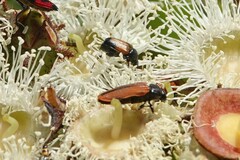 Castiarina erythroptera