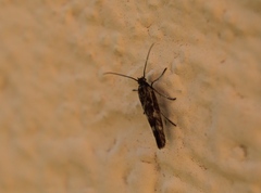 Scythris