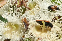 Castiarina erythroptera