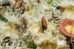 Castiarina erythroptera