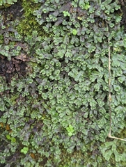 Marchantiaceae