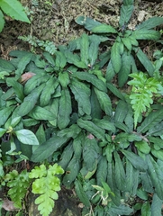 Staurogyne concinnula