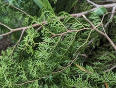 Calocedrus formosana