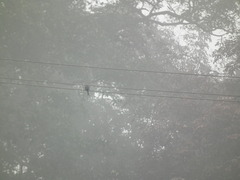 Dicrurus leucophaeus