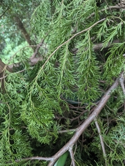 Calocedrus formosana