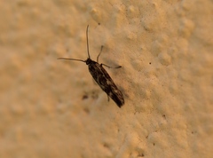 Scythris