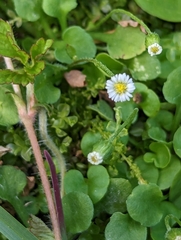 Erigeron bellioides