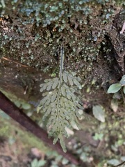Hymenophyllum badium