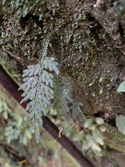 Hymenophyllum badium