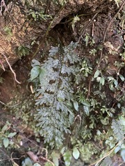 Hymenophyllum badium