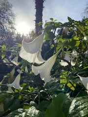 Brugmansia suaveolens