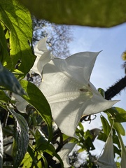 Brugmansia suaveolens