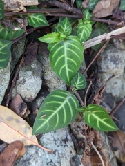 Lepidagathis inaequalis