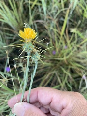 Centaurea solstitialis