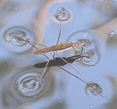 Gerris gracilicornis