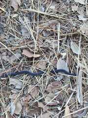 Macroprotodon brevis