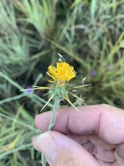 Centaurea solstitialis