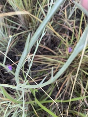 Centaurea solstitialis