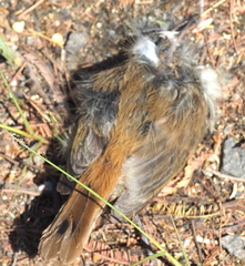 Sericornis frontalis