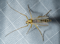 Chironomus dilutus