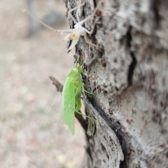 Phaneroptera falcata