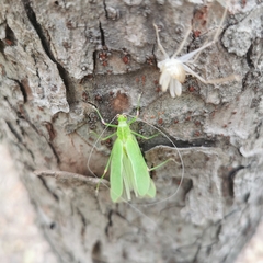 Phaneroptera falcata