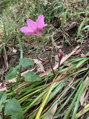 Zephyranthes carinata
