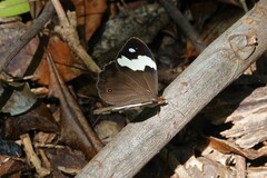 Heteronympha mirifica