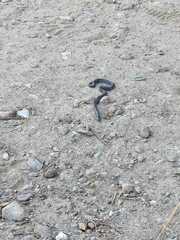 Macroprotodon brevis