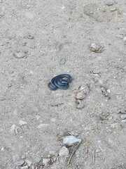 Macroprotodon brevis