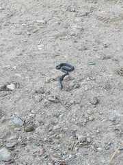 Macroprotodon brevis