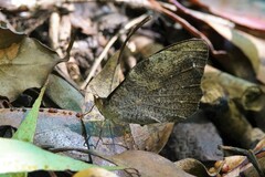 Heteronympha mirifica