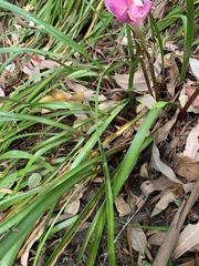 Zephyranthes carinata