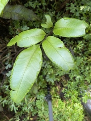 Diplazium donianum